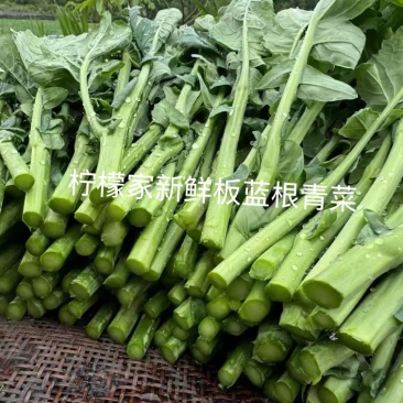 板蓝根青菜基地直发一件代发量大从优