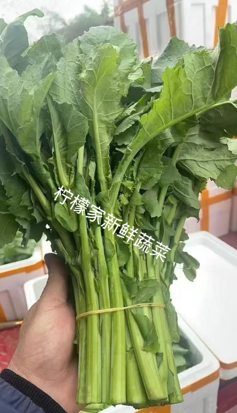 板蓝根青菜基地直发一件代发量大从优