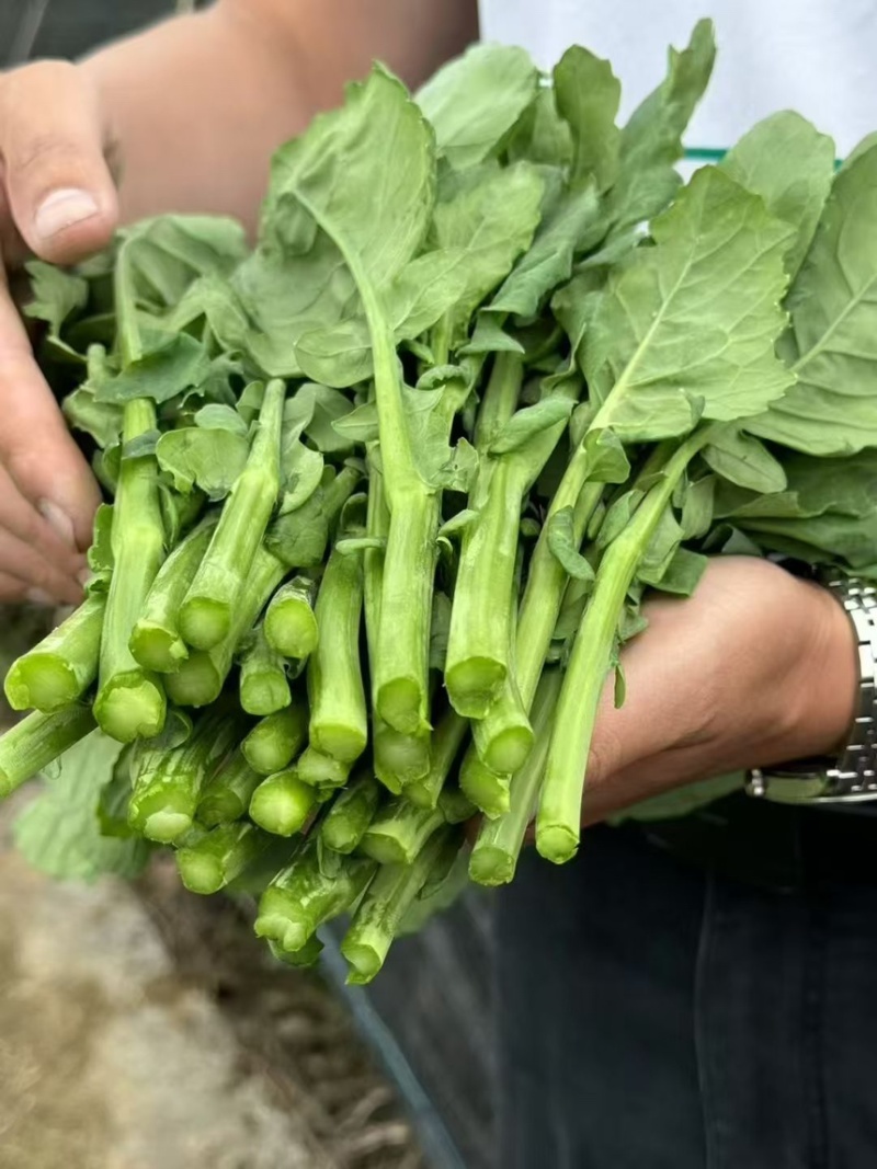 板蓝根青菜基地直发一件代发量大从优