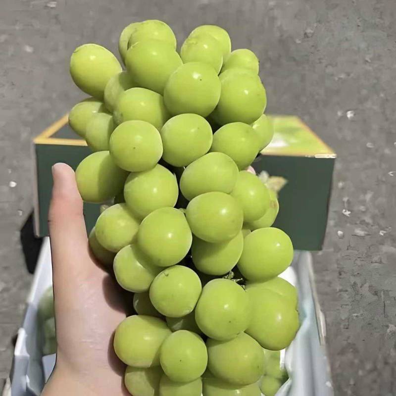 阳光玫瑰葡萄基地一手货源全国发货可视频看货