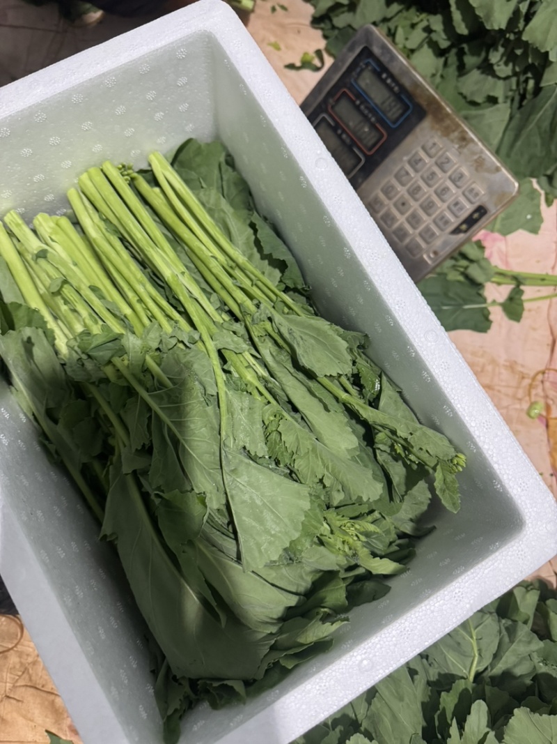 板蓝根青菜基地直发一件代发量大从优