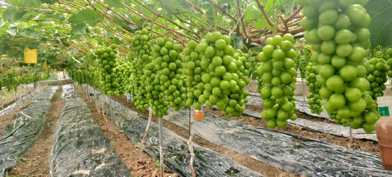 阳光玫瑰葡萄基地一手货源全国发货可视频看货