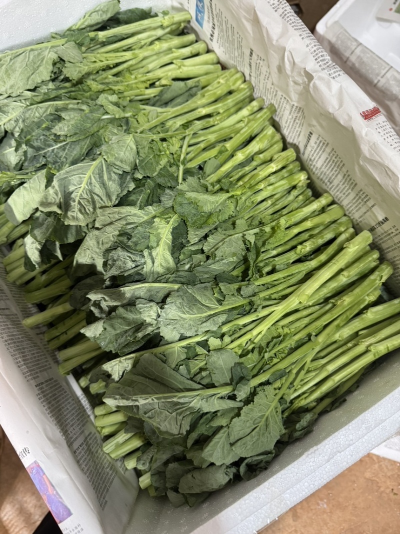 板蓝根青菜基地直发一件代发量大从优