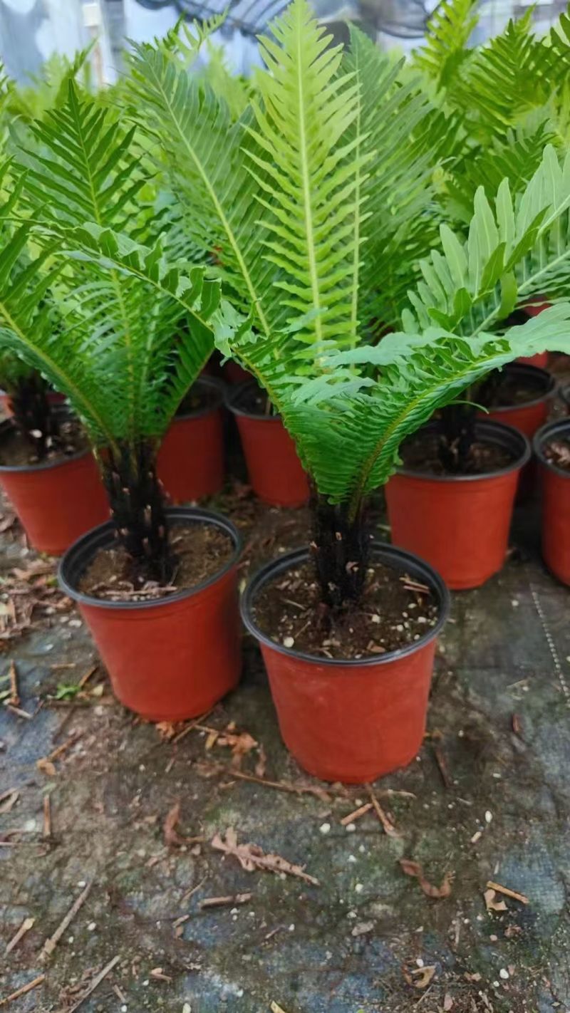 精品富贵蕨观叶植物室内外植物各种规格富贵蕨
