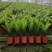 精品富贵蕨观叶植物室内外植物各种规格富贵蕨