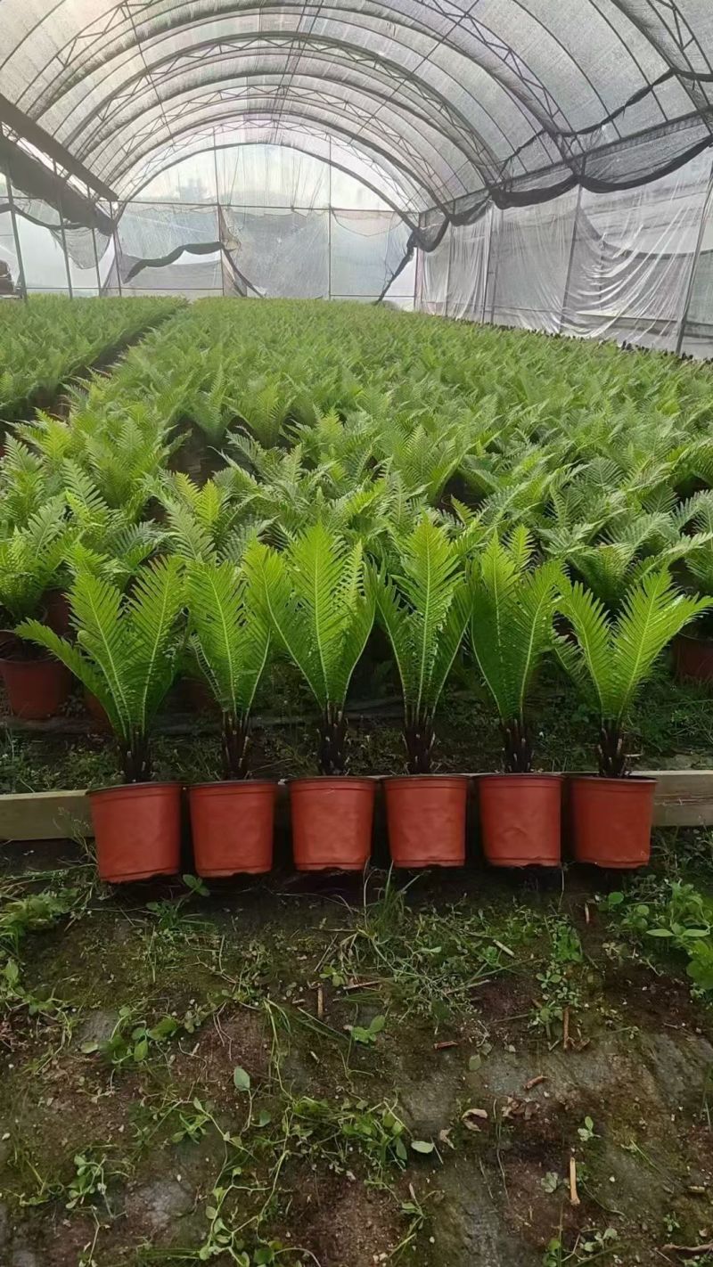精品富贵蕨观叶植物室内外植物各种规格富贵蕨