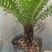 精品富贵蕨观叶植物室内外植物各种规格富贵蕨