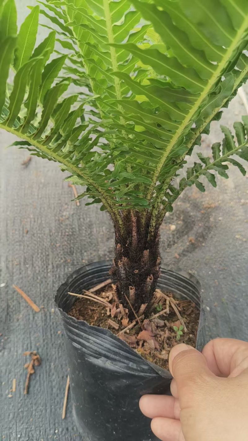 精品富贵蕨观叶植物室内外植物各种规格富贵蕨