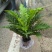 精品富贵蕨观叶植物室内外植物各种规格富贵蕨