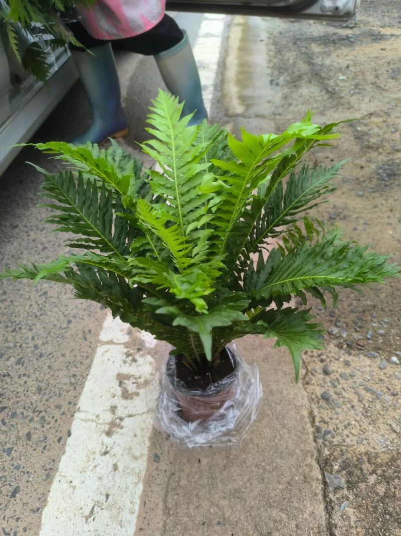 精品富贵蕨观叶植物室内外植物各种规格富贵蕨
