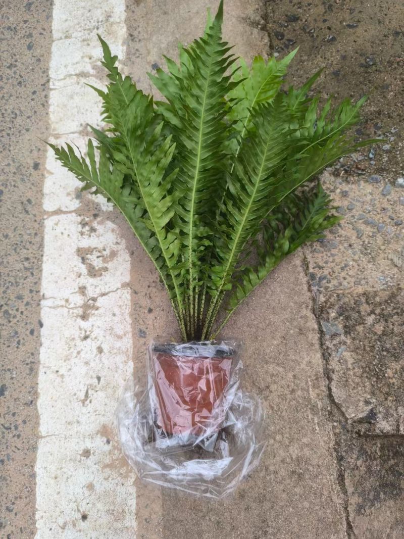 精品富贵蕨观叶植物室内外植物各种规格富贵蕨