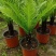 精品富贵蕨观叶植物室内外植物各种规格富贵蕨