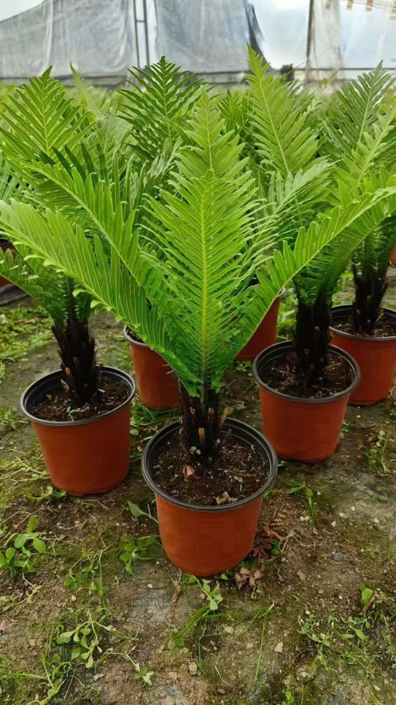 精品富贵蕨观叶植物室内外植物各种规格富贵蕨
