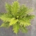 精品富贵蕨观叶植物室内外植物各种规格富贵蕨