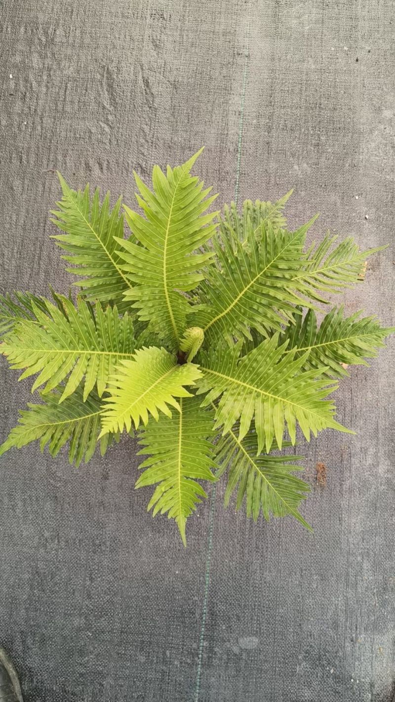精品富贵蕨观叶植物室内外植物各种规格富贵蕨