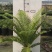 精品富贵蕨观叶植物室内外植物各种规格富贵蕨