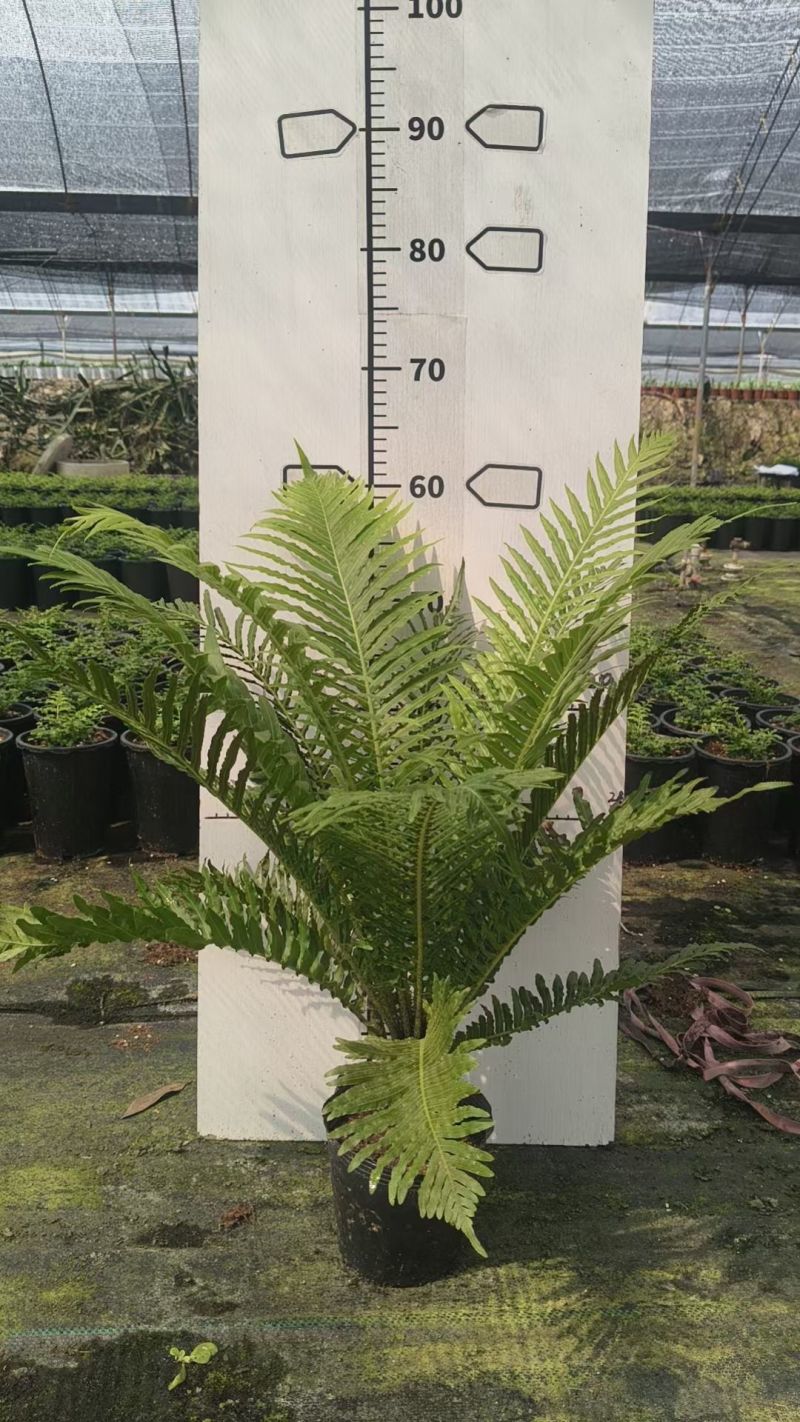 精品富贵蕨观叶植物室内外植物各种规格富贵蕨