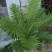 精品富贵蕨观叶植物室内外植物各种规格富贵蕨