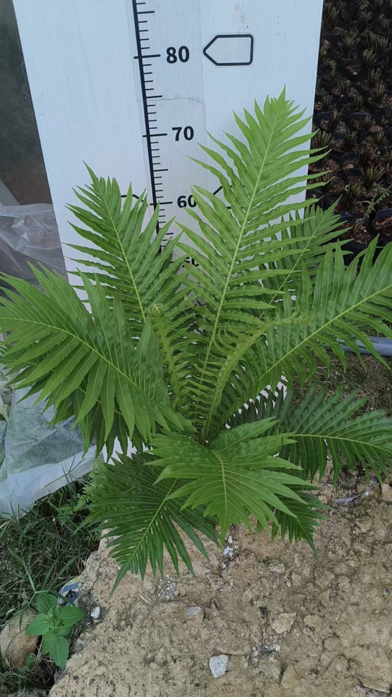 精品富贵蕨观叶植物室内外植物各种规格富贵蕨