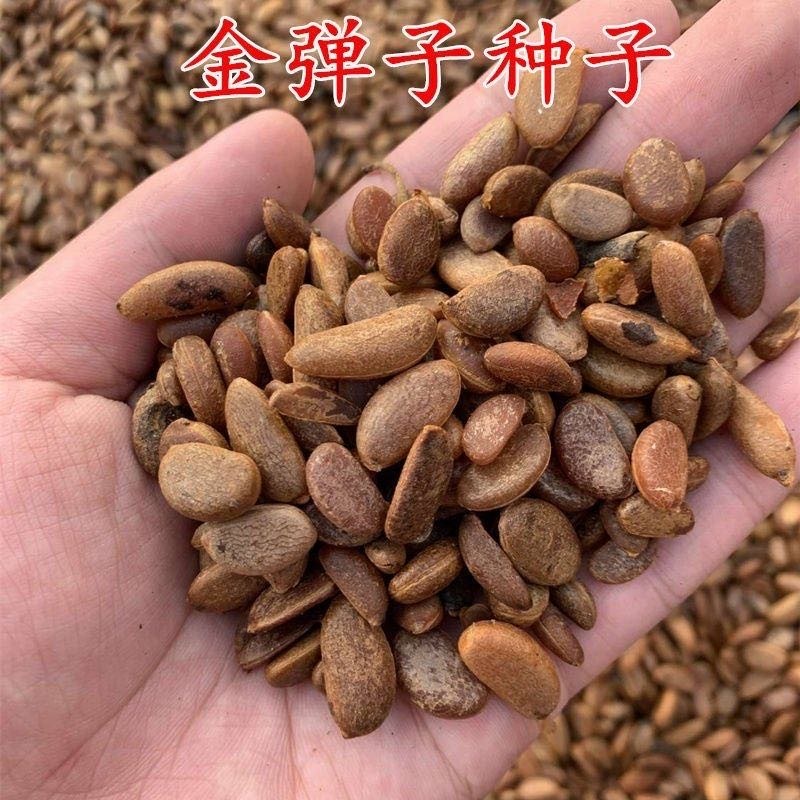 金弹子种子