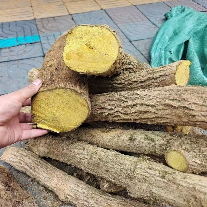 十大功劳中药材批发品质优基地直供可视频看货品质优