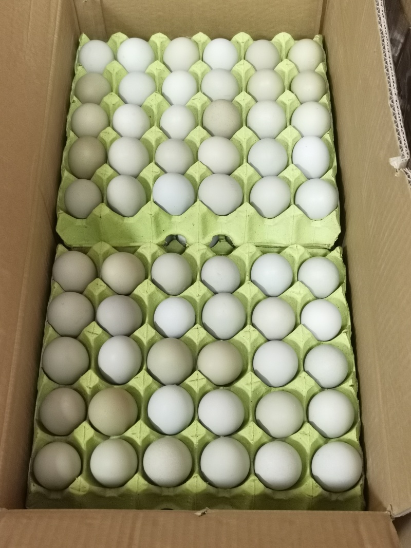 广西**五黑鸡绿壳土鸡蛋（480个/箱）