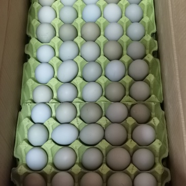 广西**五黑鸡绿壳土鸡蛋（480个/箱）