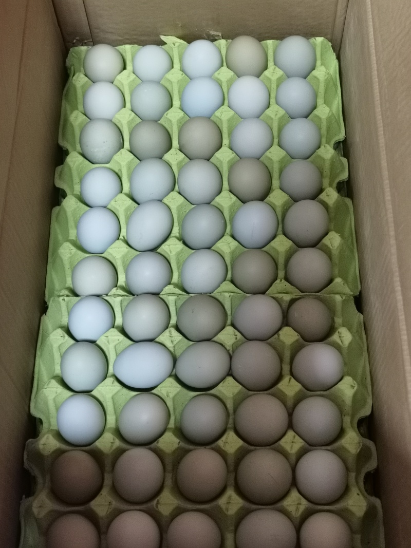 广西**五黑鸡绿壳土鸡蛋（480个/箱）