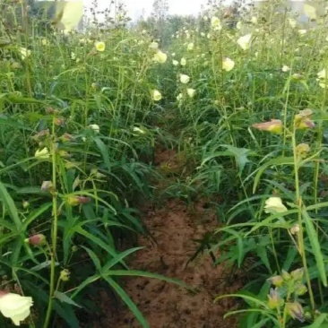 湖南黄蜀葵干湿货有大量现货