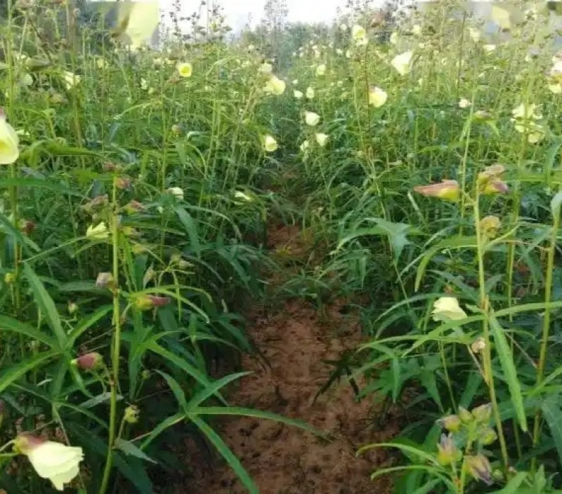 湖南黄蜀葵干湿货有大量现货
