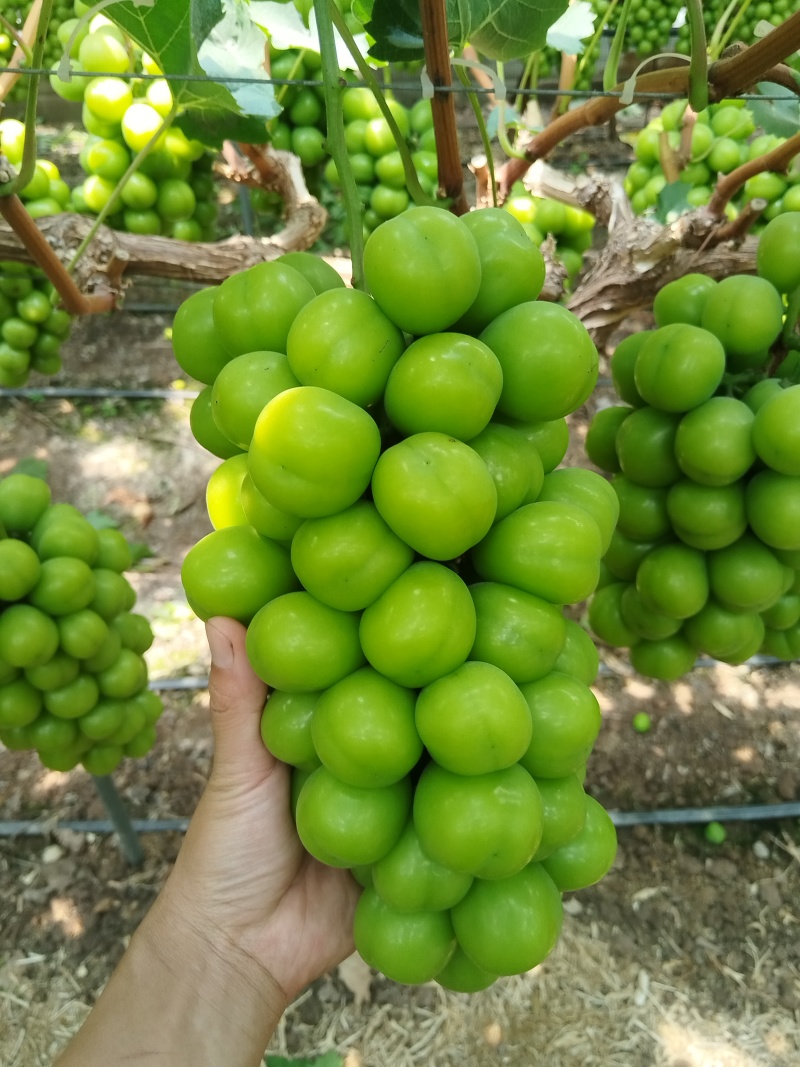西昌阳光玫瑰