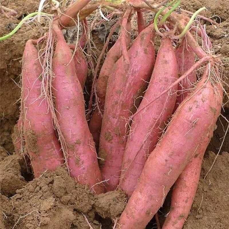河南沙地红薯产地直发货源充足保质保量欢迎随时电话联系