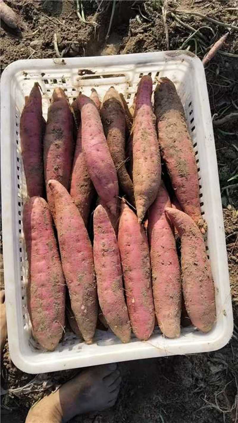 河南沙地红薯产地直发货源充足保质保量欢迎随时电话联系