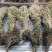 天山雪莲花各种中药材名贵药材冷背药材零售批发,实体加平台
