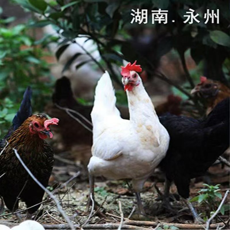 土鸡蛋