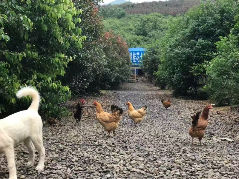 土鸡蛋