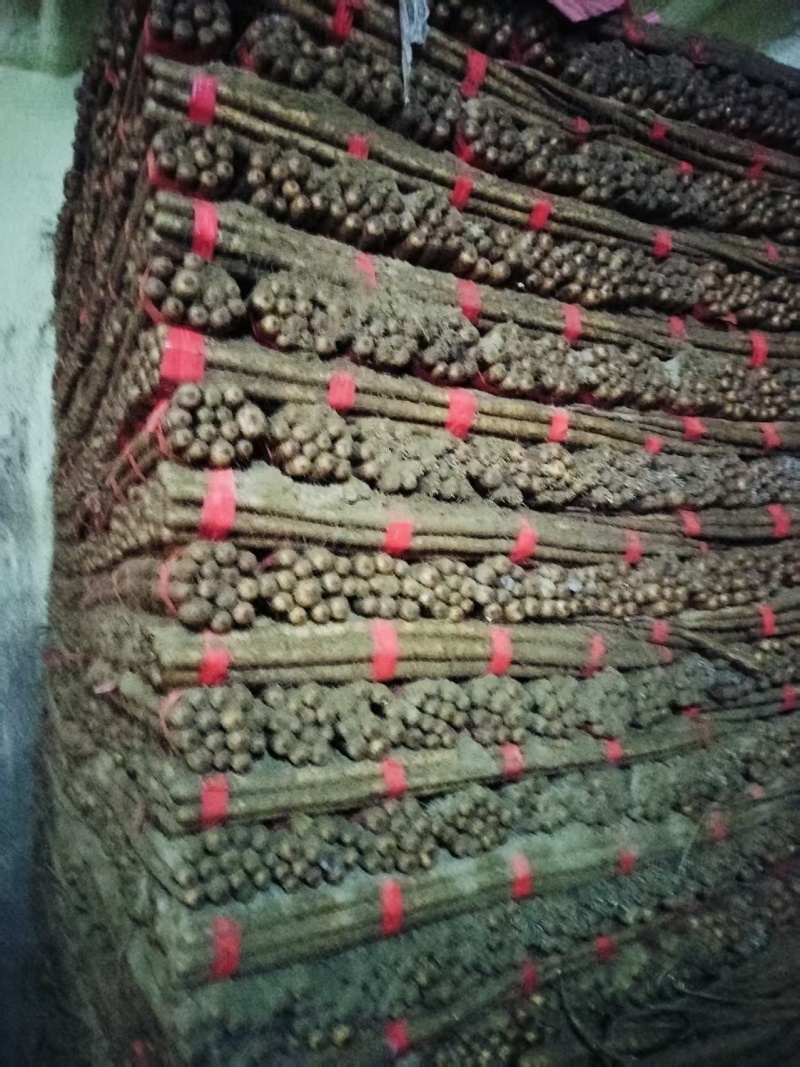 榆林紫药678910