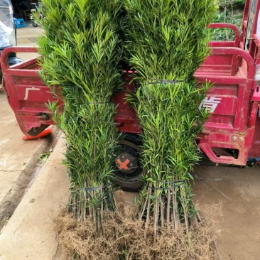 罗汉松树苗罗汉苗庭院盆栽别墅大型绿植造型室内外种