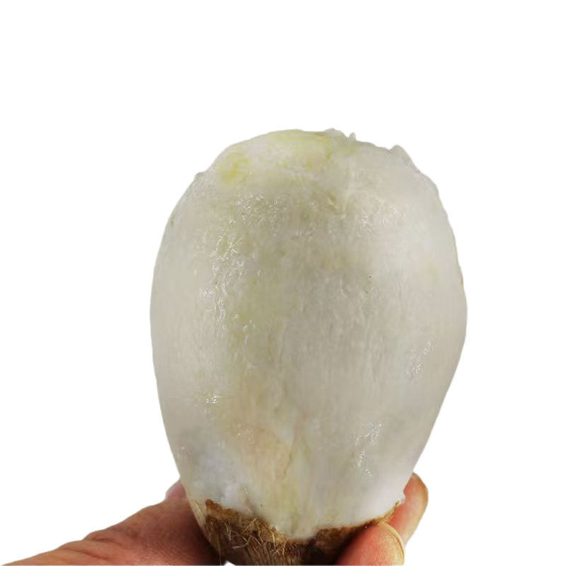 【特价】新鲜牛奶小芋头香芋头现挖毛芋头小香芋当季整箱批发云南