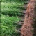 罗汉松树苗罗汉苗庭院盆栽别墅大型绿植造型室内外种