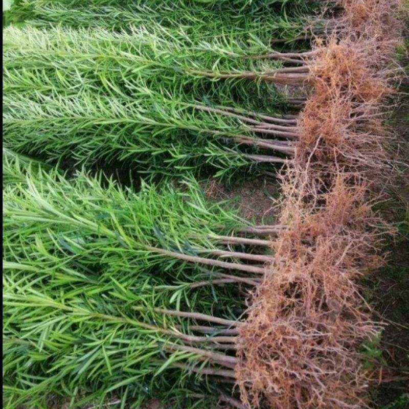 罗汉松树苗罗汉苗庭院盆栽别墅大型绿植造型室内外种
