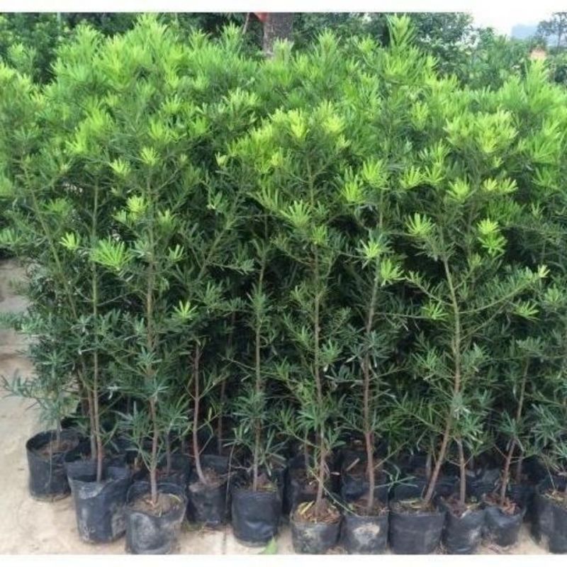 罗汉松树苗罗汉苗庭院盆栽别墅大型绿植造型室内外种