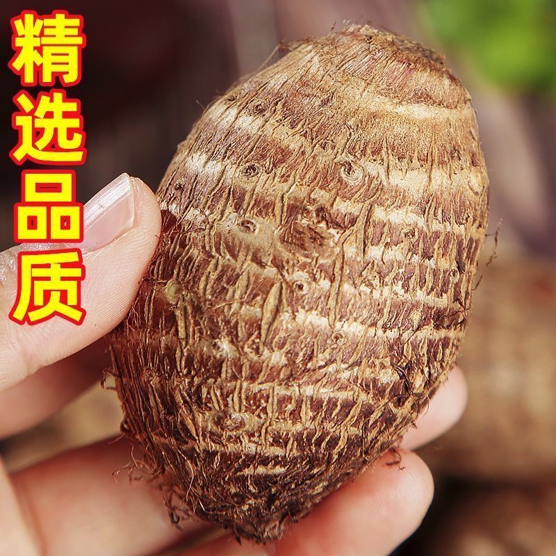 【特价】新鲜牛奶小芋头香芋头现挖毛芋头小香芋当季整箱批发云南