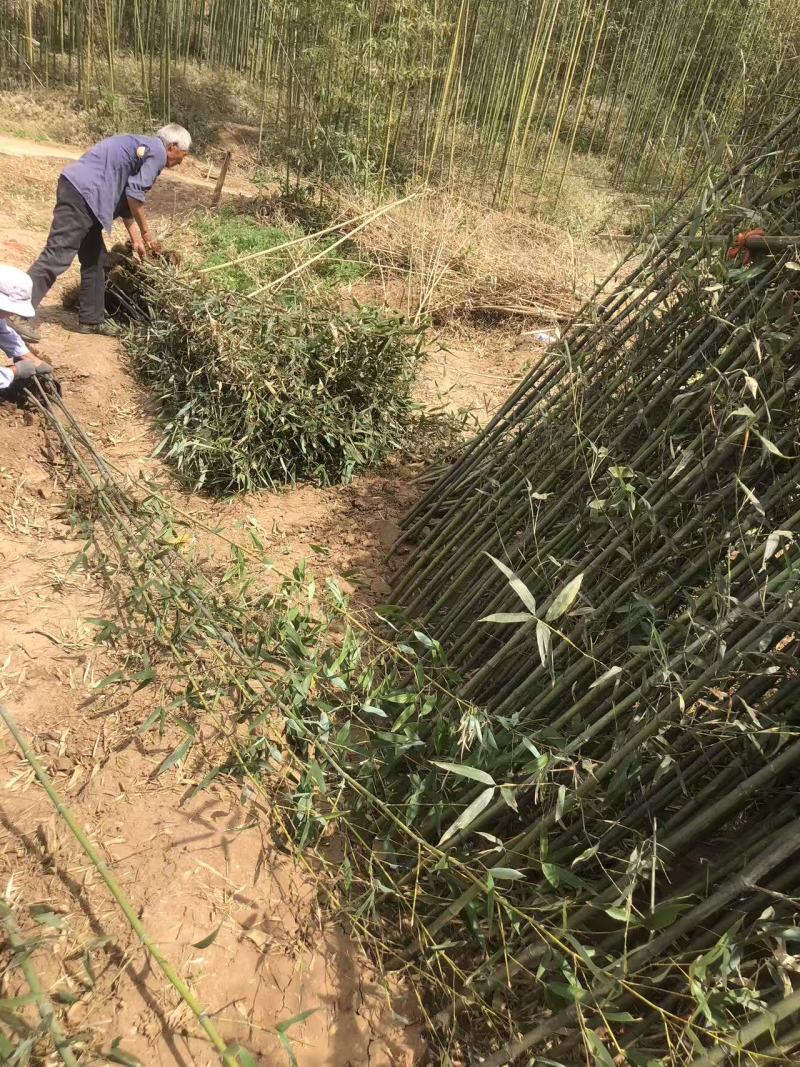 河南南阳桐柏精品竹子苗，质优价美，量大从优
