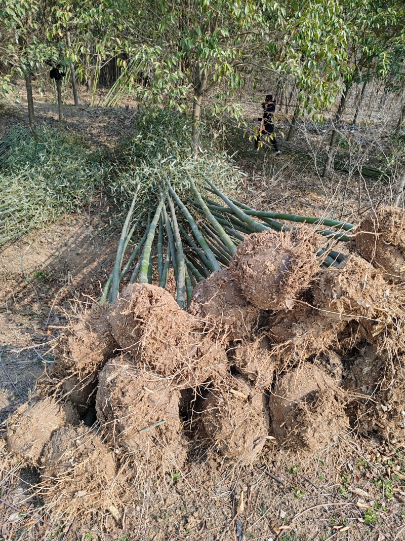 河南南阳桐柏精品竹子苗，质优价美，量大从优