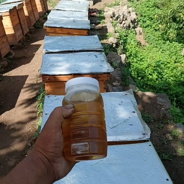 蜂蜜。荆条蜜