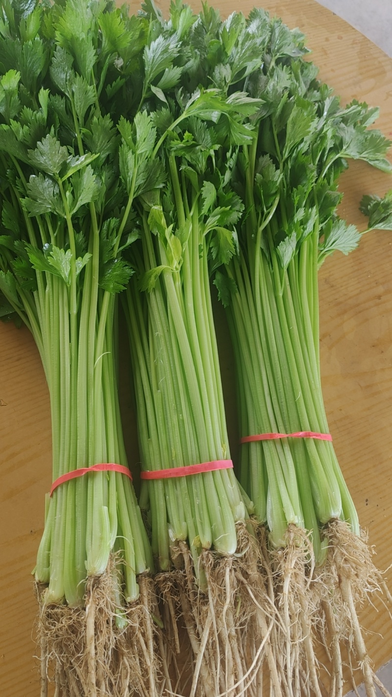 芹菜宁夏银川芹菜量大从优批发电商平台团购商超欢迎实地考察