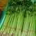芹菜宁夏银川芹菜量大从优批发电商平台团购商超欢迎实地考察