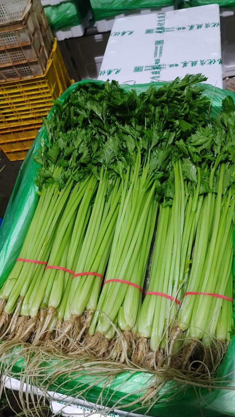 芹菜宁夏银川芹菜量大从优批发电商平台团购商超欢迎实地考察
