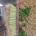 芹菜宁夏银川芹菜量大从优批发电商平台团购商超欢迎实地考察